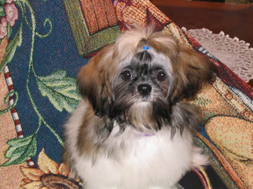 Zoe with her first hairdo