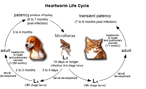Heartworm life-cycle