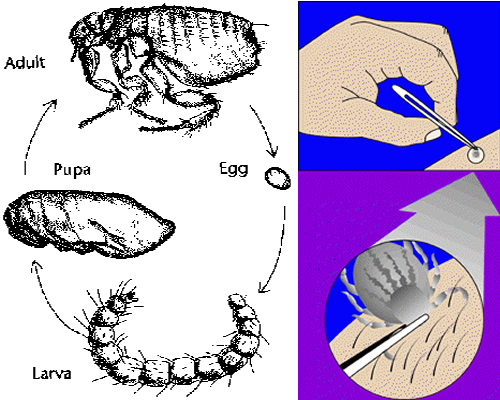 The life-cycle of a flea, the best method to remove a tick.