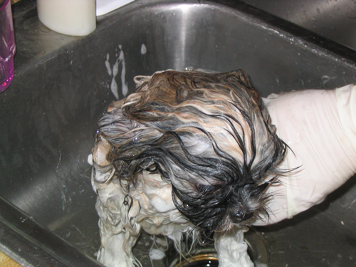 Zoe getting a bath.