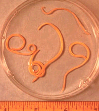 Roundworms with a ruler.